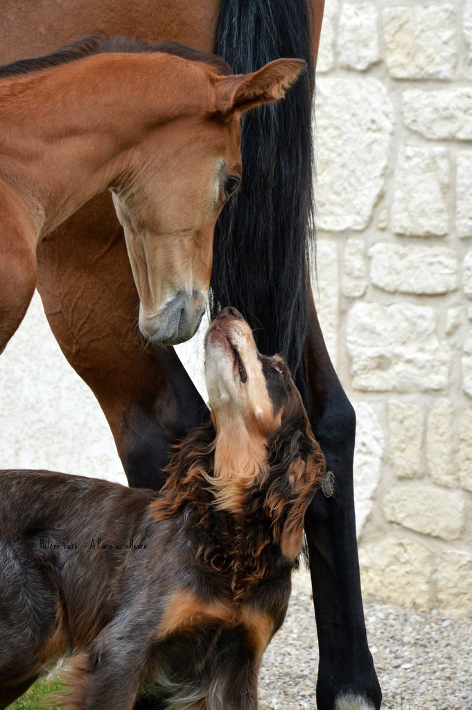 Foal & Baronne #1 by parisouailleurs