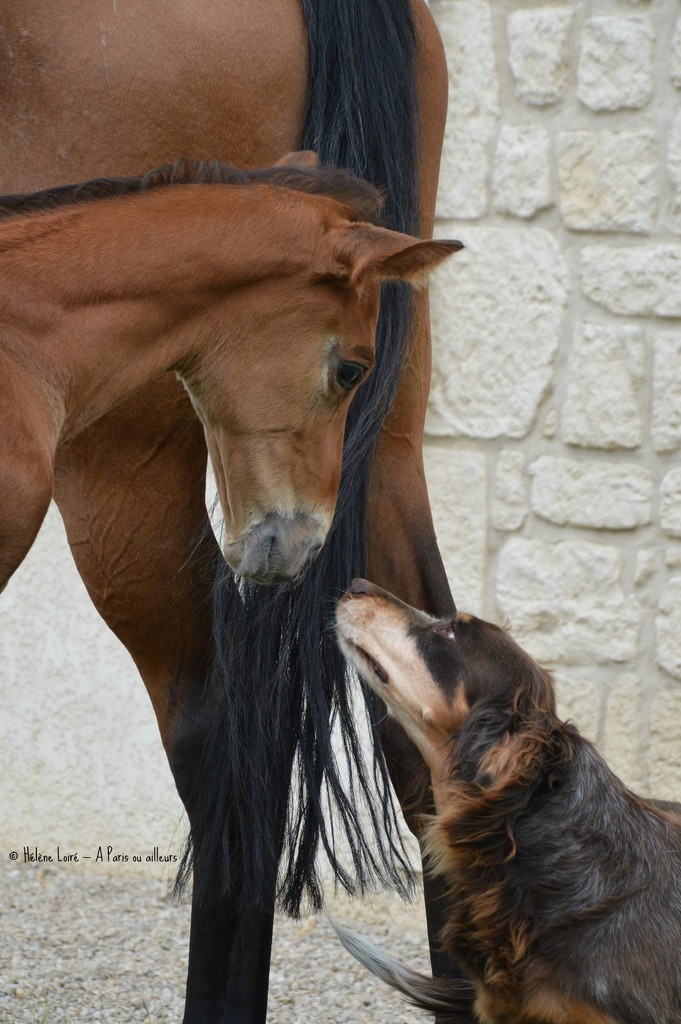 Foal & Baronne #2 by parisouailleurs