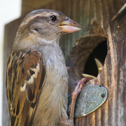 5th Jul 2015 - Mother Sparrow