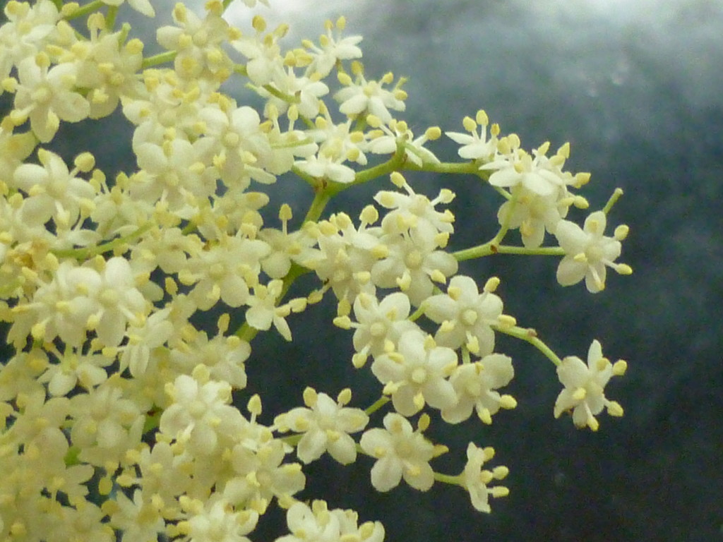 Elderflower by countrylassie