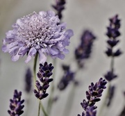 5th Jul 2015 - Purple, Mauve and Lavender