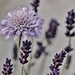 Purple, Mauve and Lavender by motherjane