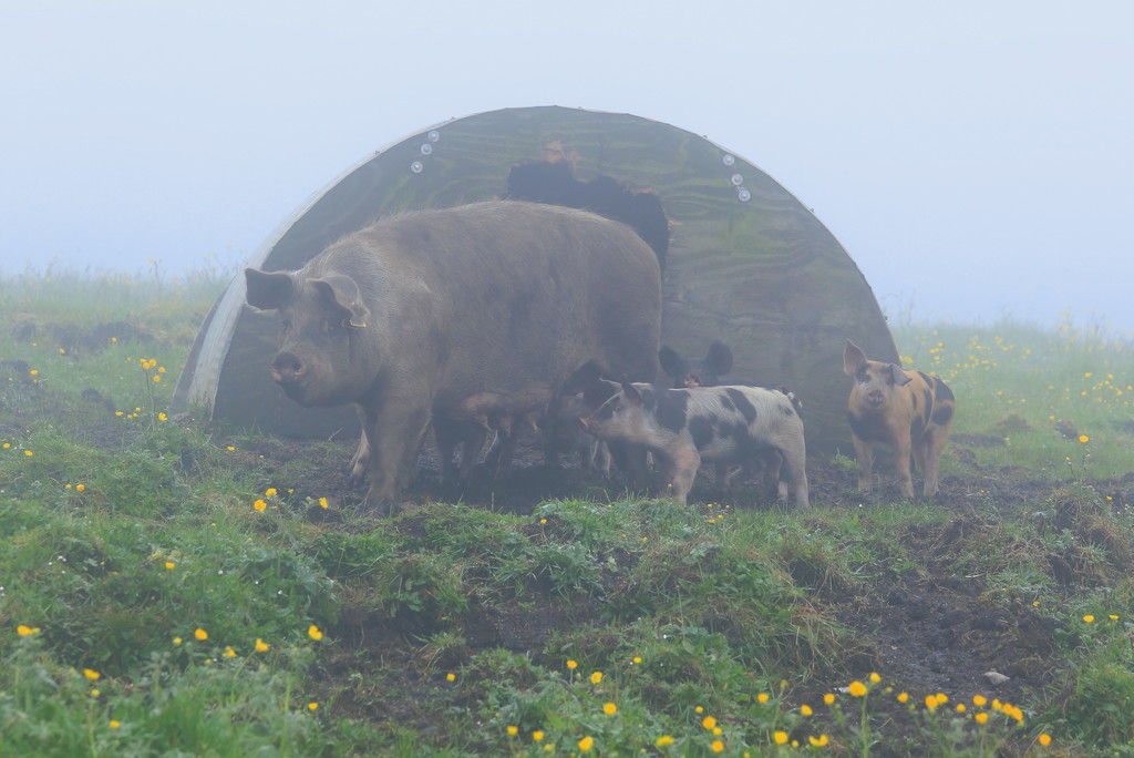 Pigs In Fog by lifeat60degrees