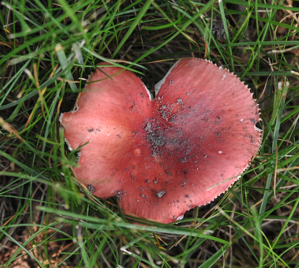 Heart mushroom by loweygrace