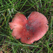 Heart mushroom by loweygrace