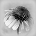 Take Time to Enjoy a Flower by genealogygenie