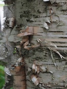 4th Jul 2015 - Birch Bark