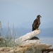 Juvenile Bald Eagle  by kathyo