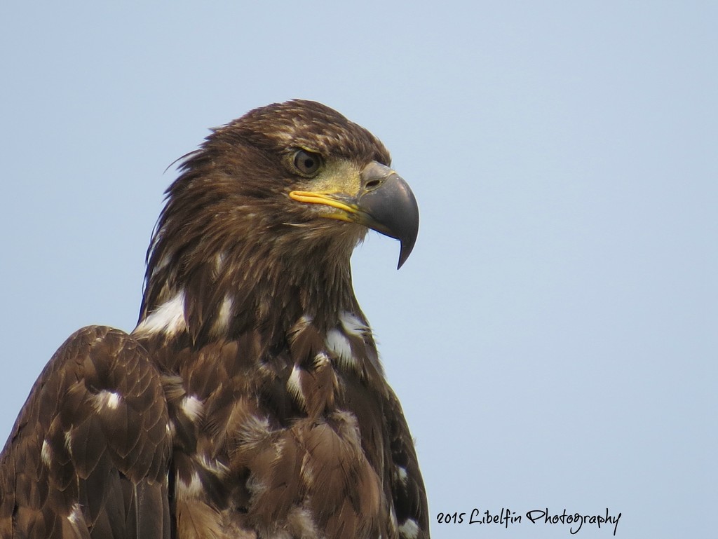 Juvenile Bald Eagle, Campbell River, B.C. by kathyo