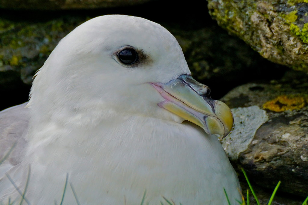 FULMAR - UP CLOSE  by markp