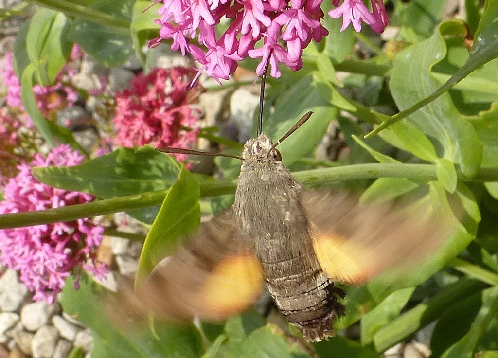 hummingbird hawk-moth by quietpurplehaze