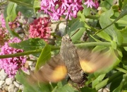 6th Jul 2015 - hummingbird hawk-moth