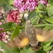 hummingbird hawk-moth by quietpurplehaze