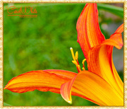 6th Jul 2015 - Day Lily