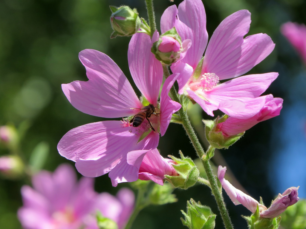 Honey Bee by seattlite