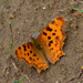Comma Butterfly by arkensiel