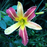 5th Jul 2015 - One Lily In The Garden