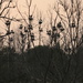 A heron rookery by bruni