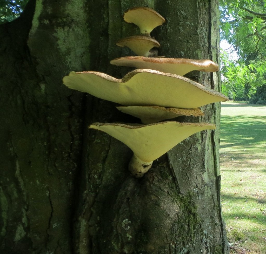 Fungi on tree at Anglesey Abbey by g3xbm