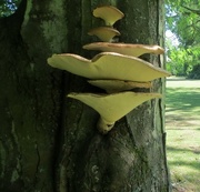 4th Jul 2015 - Fungi on tree at Anglesey Abbey