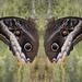 Golden Edged Giant Owl Butterfly. by gamelee