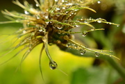 6th Jul 2015 - Drenched seedhead