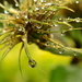 Drenched seedhead by ziggy77