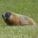 Marmot  by pandorasecho