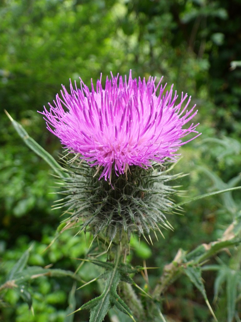 Thistle by bulldog