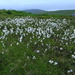 Bog Cotton by lifeat60degrees
