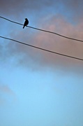 5th Jul 2015 - Bird on a wire