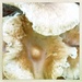 Magic Mushroom by allie912