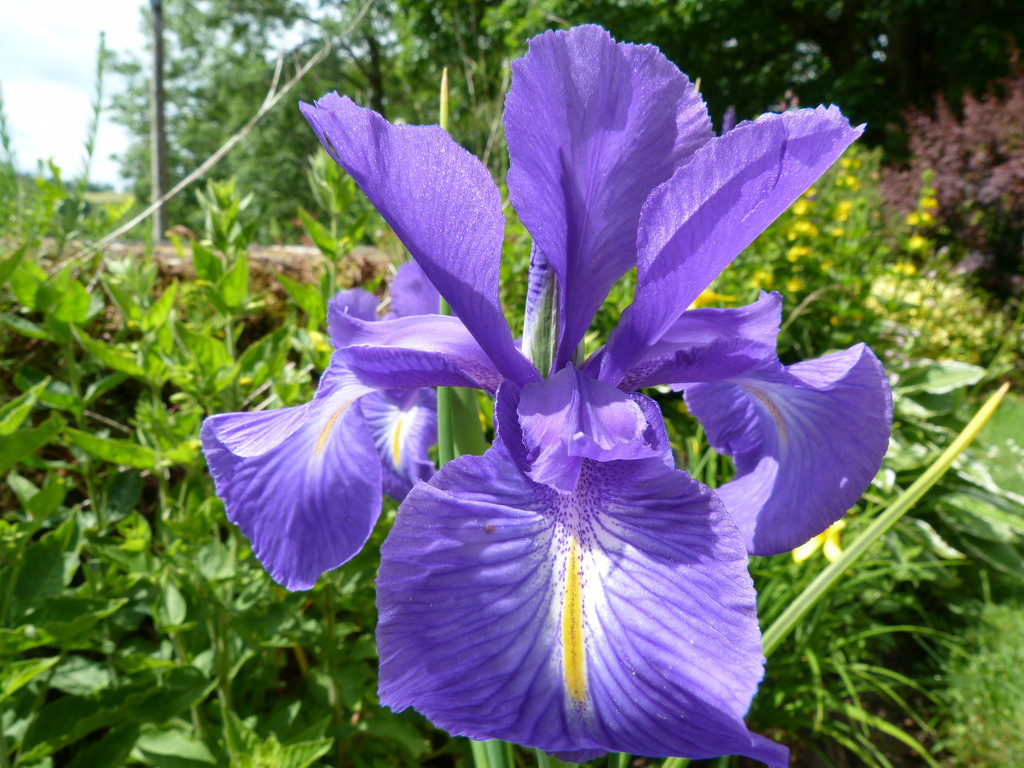 Iris  by shirleybankfarm