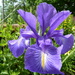 Iris  by shirleybankfarm