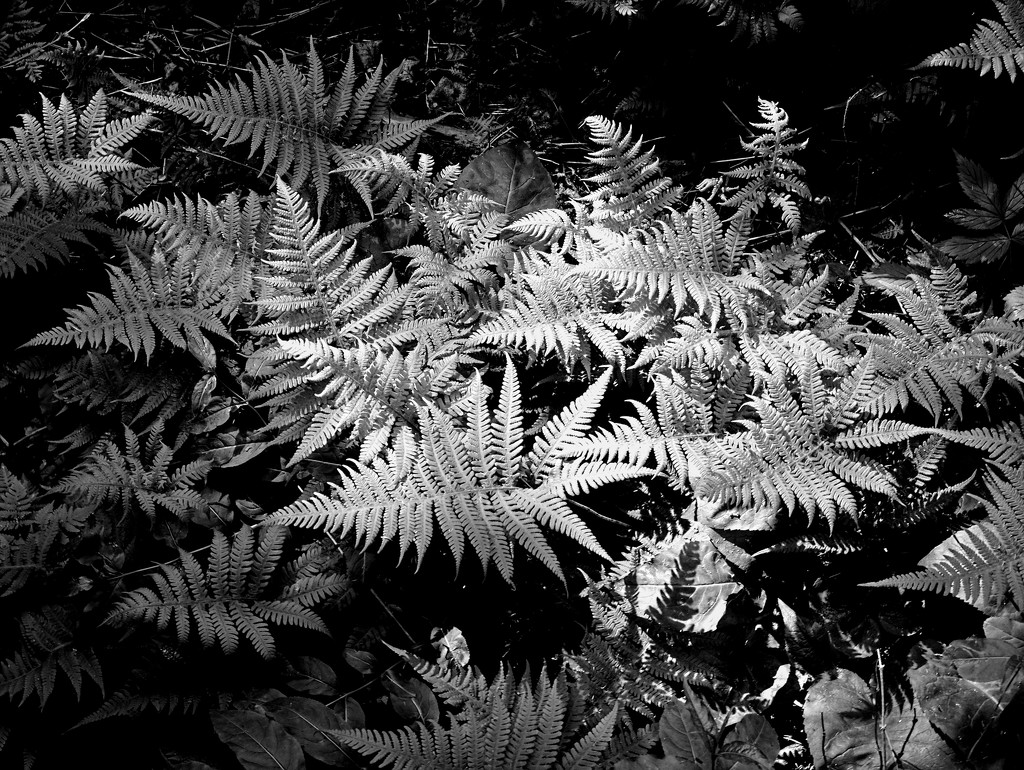 Ferns by tosee