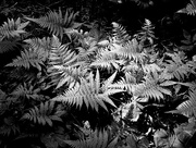 3rd Jul 2015 - Ferns