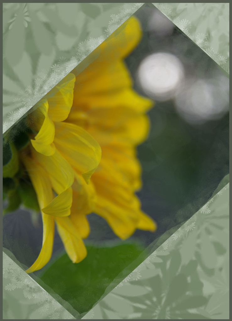 Sunflower with bokeh by randystreat