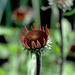 Echinacea! by fayefaye