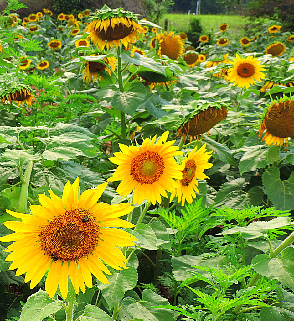 Sunshine on the sunflowers by homeschoolmom