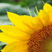Section of a sunflower by homeschoolmom