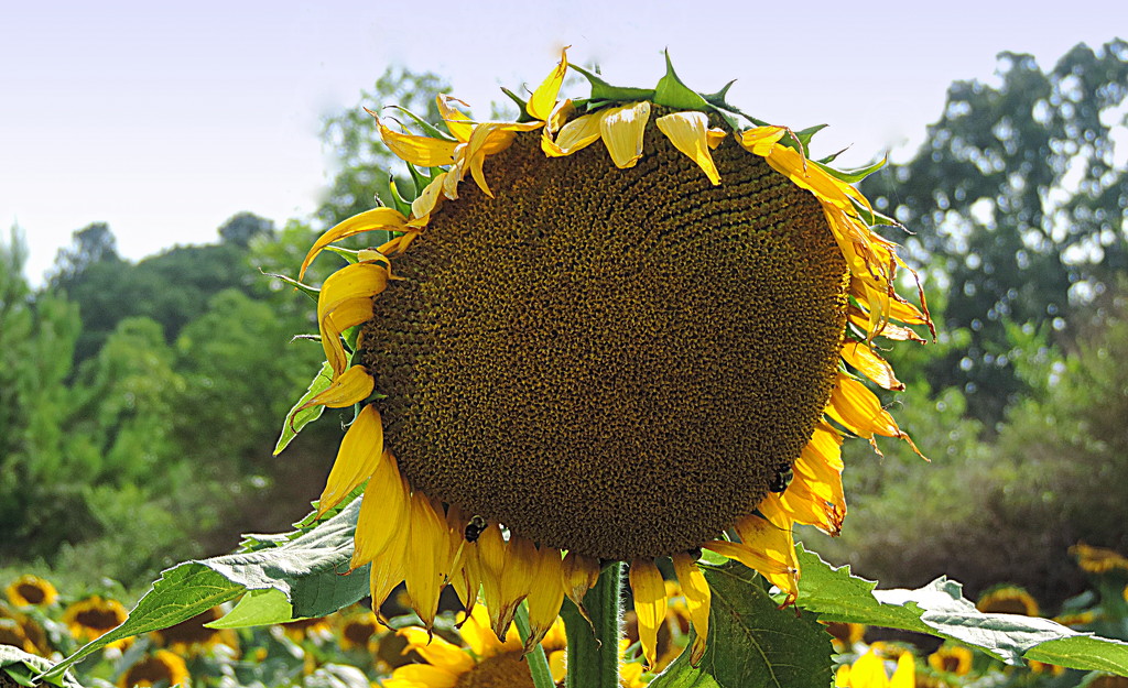 Tall sunflower by homeschoolmom