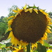 Tall sunflower by homeschoolmom
