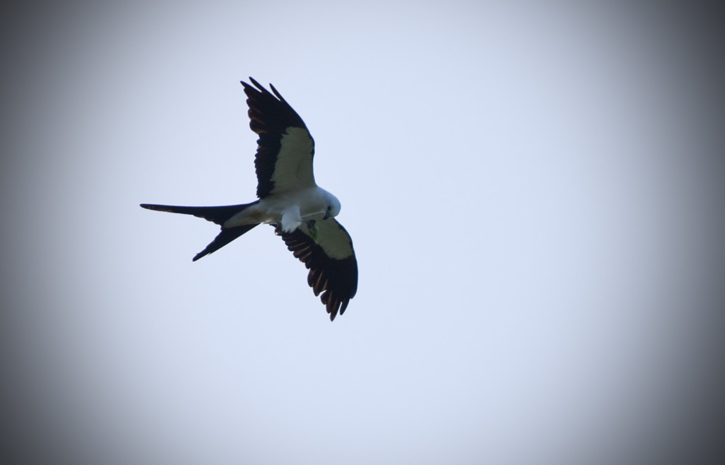 Bird in Flight (Split Tail Kite) by rickster549