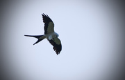 6th Jul 2015 - Bird in Flight (Split Tail Kite)