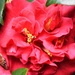 Pink Camellia. by happysnaps