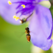 6th Jul 2015 - Bee Before Spiderwort