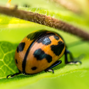 5th Jul 2015 - Asian Lady Beetle