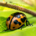 Asian Lady Beetle by rminer
