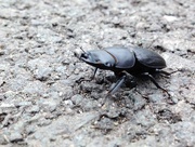 6th Jul 2015 - Beetle crossing.....