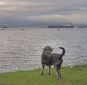 7th Jul 2015 - Watching the boats go by